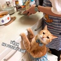 Домашний кот наблюдает, как готовит хозяйка