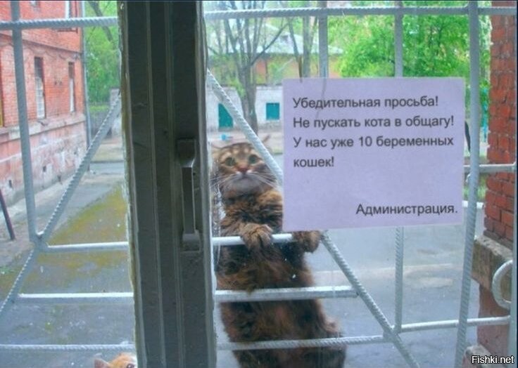 Кот зовёт кошку на прогулку
