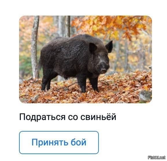 Свинья преследовала страуса в Польше