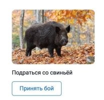 Свинья преследовала страуса в Польше