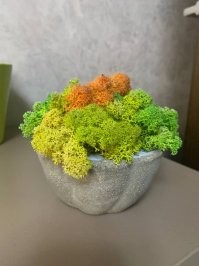 Почему Япония сходит с ума по мху