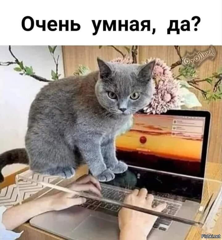 20 пушистых нахалов, которые в буквальном смысле залезли на голову хозяевам