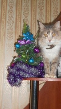 25 питомцев, которых не особенно радуют предстоящие праздники