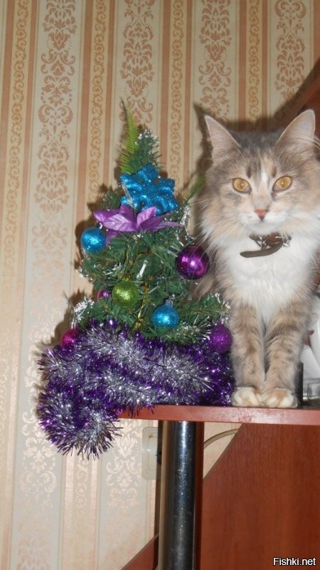 25 питомцев, которых не особенно радуют предстоящие праздники