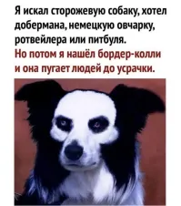 Разница между бордер-колли и хаски