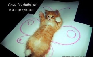 20+ котанов, которые умеют оказывать терапевтическое действие и делают это на профессиональном уровне