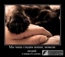 20+ котанов, которые умеют оказывать терапевтическое действие и делают это на профессиональном уровне