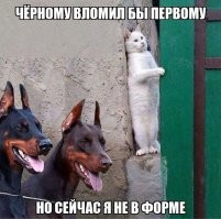Кошка сама&nbsp;себя развлекает