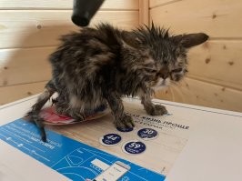 наш чудило. эталонная морковка позволяет провести сравнительный анализ более точно..