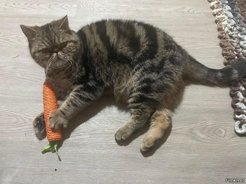 наш чудило. эталонная морковка позволяет провести сравнительный анализ более точно..