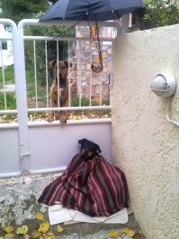 Сосед по даче срочно уехал, перед этим потеряв пса. Он убегал. Иногда на целый день. Сосед попросил приютить, если пес вернется, а он еще нет. Я ходила в магазин и встретила собакена, сказала ему - Иди домой. Ты слишком большой, чтоб тебя водить. И он пошел. Возвращаюсь из магазина - сидит у ворот. Но у соседа, конечно, закрыто было. Пустила к себе. Под навес он не захотел пойти, повредила ему старое одеяло от около выхода, чтоб он видел свой забор. А потом и накрыла, потому что он дрожал как цуцик. А потом ещё и зонт над ним привязала, чтоб на него не капало.