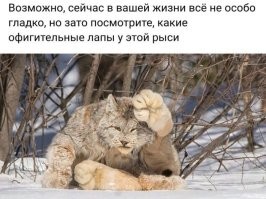 Рысь заблокировала женщину-охранника в кабинке железнодорожного моста