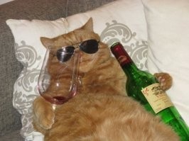 Коте отдыхает лучше.