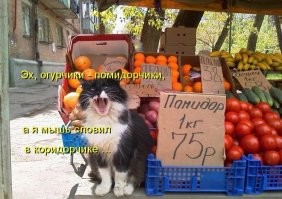 17 финалистов Международной премии за комедийную фотографию домашних животных 2024