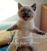 17 финалистов Международной премии за комедийную фотографию домашних животных 2024