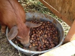 Кушай, заслужил :))