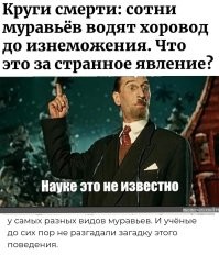 Круги смерти: сотни муравьёв водят хоровод до изнеможения. Что это за странное явление?