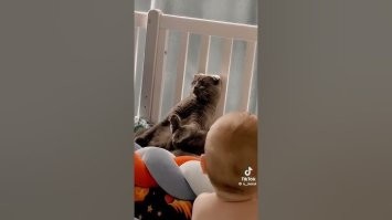 еще как чувствуют,что опасен. )) вот тот котяра,который игрушкой прикинулся.