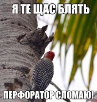 Названа самая смешная фотография дикой природы 2024 года
