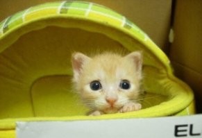 20 няшных котиков, умению которых строить глазки можно только позавидовать
