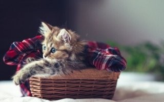 30 очаровательных малышей, в которых невозможно не влюбиться