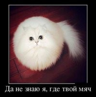 20 няшных котиков, умению которых строить глазки можно только позавидовать