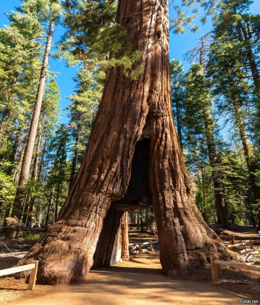 Тунель через гигантскую секвою, парк Yosemite, USA.