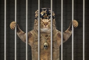 Кота арестовали за кражу рыбы