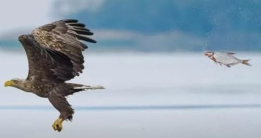 А по мне так эта прикольнее, если не монтаж канешн!