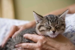 самое сильно оружие кота, -  "урчальник", нейтролизуйт кожанных наповал