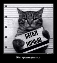 Кота арестовали за кражу рыбы