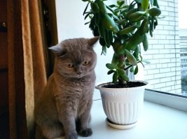 1 дек 11 лет исполнилось,
по кошачьим меркам мы ровесники ..
коший бог бережет, явных проблем нет, летом с неделю моча темная была, как крепкий чай, хотели ветеринарить, но отпустило ..
радуемся действительно как ребенку, поел с аппетитом, попил = хорошо, отстрелялся, отбомбился в лоток = замечательно, побегал по квартире, пришел об ноги трется, мурлычет = счастье несказанное ..
на 4 и 6 месяце проблемы были, айболит справился, сказал причина - кормежка, говно которое едите не давайте, только специальный корм, с тех пор консервы (не пакеты) паштет, сушка, ряженка, вода, в охотку желток, сливки, сметана, много не ест, чайную ложку с верхом ..
мальт пасту для вывода шерсти ..
чистюля, вылизывается постоянно
не мыли ни разу в жизни, нюхаю шерсть = запах чистоты

консерву запас в начале войны, голландская, знал, что возить перестанут, купил все что было в магазине ..