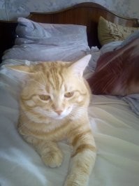 на мого кота похож