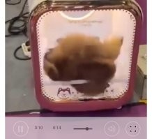 Сушилка для домашних животных, которая не терпит ошибок