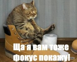 Забавные реакция котов на фокусы
