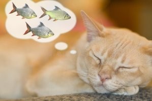 Рыбонька моя⁠⁠: кот уснул в обнимку с игрушкой