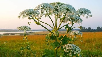 Вот ещё "чудо" растение. Яда на эту падлу не напасешься.