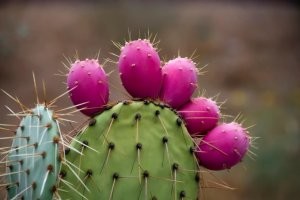 Про веселые растения.
Никогда , никогда не пытайтесь подхватить падающий с полки кактус ..
..и плод опунции  в последнем я убедился лично .
Смеркалось , мы спускались с Кара-Дага и у обочины тропы я увидел созревшие плоды кактуса , ну я ж никогда их не пробовал а интересно . Ну и ..я сорвал 4 плода . Я даже не сразу понял что произошло . Иголки на плодах маленькие и тонкие как паутинка но очень прочные . Я навтыкал ладони десятки иголок