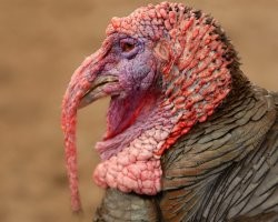 Какие грустные, очень похожие на человеческие, глаза!..