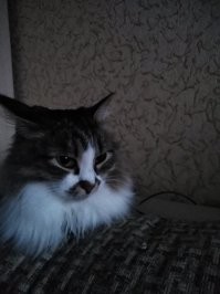 Класс! На моего кота похож!