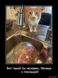 Кот, которого не&nbsp;остановят никакие преграды