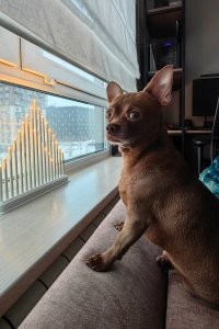 Что там? Опять дурацкие котики!