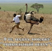 Ну, назови петухом