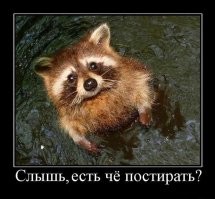 Полосатый волонтер: енот помог хозяйке помыть собаку