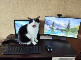 "Ты што эта задумал, кожаный!? Сёня не работаиш, сёня любуешся котэ!"