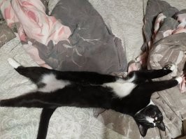 Мои всегда кверху пузом спят.
А по ночам забираются на комод и вылизывают мне голову. Один деликатно это делает, а второй пытается языком скальп снять. Любят, когда им чешут пузо.