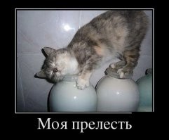 10 способов, которыми кошки демонстрируют свою любовь