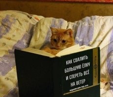 Спасаем ёлки от пушистых