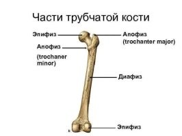 Так Апофиз или Апофис?
И что там с тремя астрономами, я с двух раз не понял.