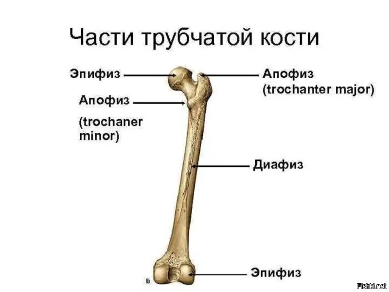 Так Апофиз или Апофис?
И что там с тремя астрономами, я с двух раз не понял.